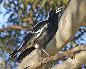 Archivo:Australian Magpie (Gymnorhina tibicen) - Flickr - Lip Kee