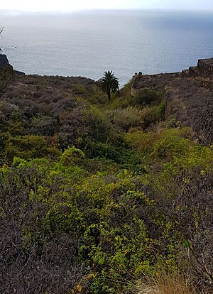Archivo:Barranco de Acentejo