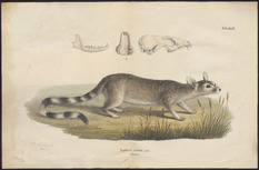 Archivo:Bassaris astuta - 1700-1880 - Print - Iconographia Zoologica - Special Collections University of Amsterdam - UBA01 IZ22400145
