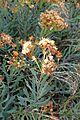 Bethencourtia palmensis kz2