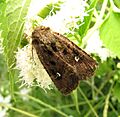 Bristly Cutworm Moth 0769.9.18.07.w.wiki