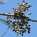 Bursera simaruba (11378544355)