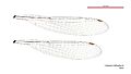 Caliagrion billinghursti male wings (34664840382)