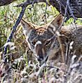 Canis latrans 04092020000042390 (49753530683)