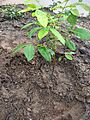 Caoba joven