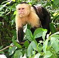 Capuchin Costa Rica