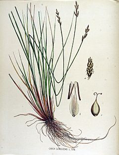 Archivo:Carex canescens — Flora Batava — Volume v15