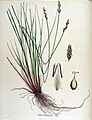 Carex canescens — Flora Batava — Volume v15