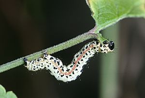 Archivo:Caterpillar Abraxas grossulariata 01