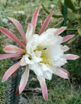 Archivo:Cereus aethiops
