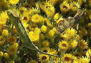 Archivo:Chamaeleo dilepis isabellinus (21811098370)