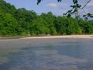 Archivo:Chapare´s river