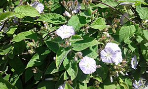 Archivo:Convolvulus canariensis hojas
