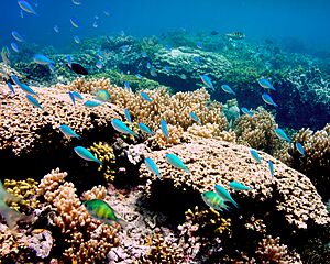 Archivo:Corals and fish of Tumon Bay, Guam in 2012