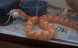 Archivo:Corn snake swallowing cropped