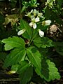 Crinkleroot (4750636621)