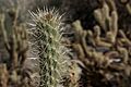 Cylindropuntia wolfii-Wolf's Cholla (16238932897)