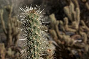 Archivo:Cylindropuntia wolfii-Wolf's Cholla (16238932897)