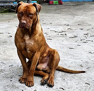 Archivo:Dogo chileno 2