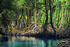 Archivo:Dominican republic Los Haitises mangroves