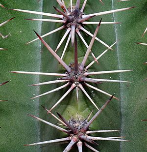 Archivo:Echinopsis tubiflora - thorns (aka)
