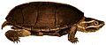 Erpétologie générale, ou, Histoire naturelle complète des reptiles (Sternotherus odoratus)