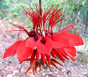 Archivo:Erythrina variegata flower