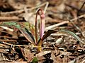 Erythronium japonicum 2006 001