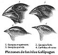 Es-Darwin's finches