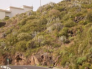 Archivo:Euphorbia canariensis (Puntallana) 01