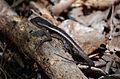 Fauna de Hampolol
