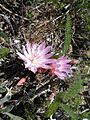 Flickr - brewbooks - Lewisia rediviva (Bitterroot)