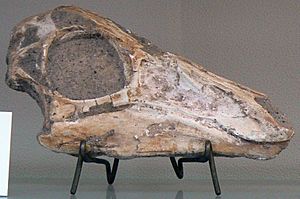Archivo:Gallimimus bullatus skull