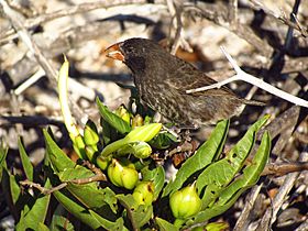 Genovesa Cactus Finch (Geospiza propinqua), female, Genovesa.jpg