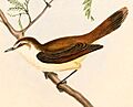Gerygone albofrontata Hullmandel