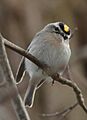 Golden-crowned kinglet (NJ)