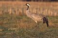 Grus grus 1 (Marek Szczepanek)