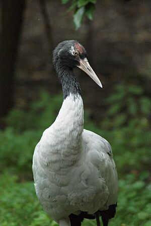 Archivo:Grus nigricollis -Bronx Zoo, New York City, USA-8a