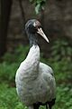 Grus nigricollis -Bronx Zoo, New York City, USA-8a