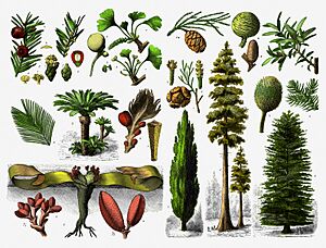 Archivo:Gymnospermae