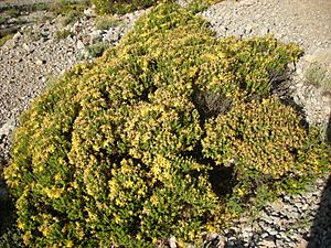 Archivo:Hypericum.balearicum