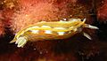 Hypselodoris villafranca