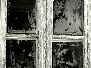 Archivo:Iceflowers - Flickr - Stiller Beobachter