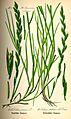 Illustration Lolium perenne0