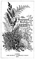 Katharine-Lyell Handbook-of-Ferns-1870b