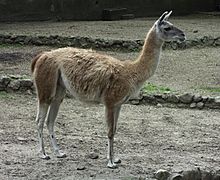 Lama-guanicoe