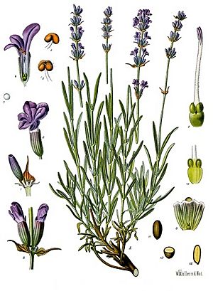 Archivo:Lavandula angustifolia - Köhler–s Medizinal-Pflanzen-087