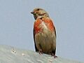 Linnet-Mindaugas Urbonas-2