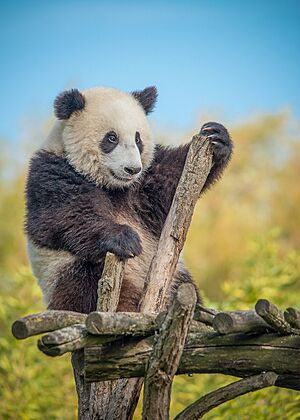 Archivo:Little Giant Panda