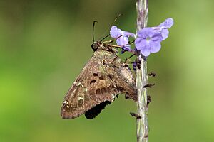 Archivo:Long-tailed skipper (Urbanus proteus domingo) underside
